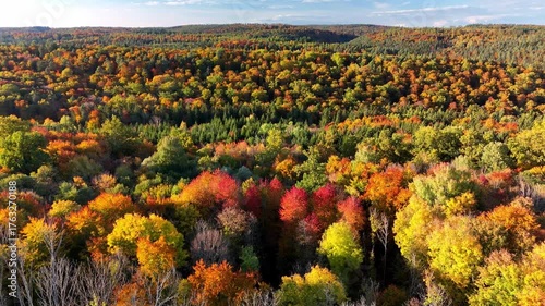 Aerial drone footage of flying over beautiful colorful autumnal forest in the late afternoon