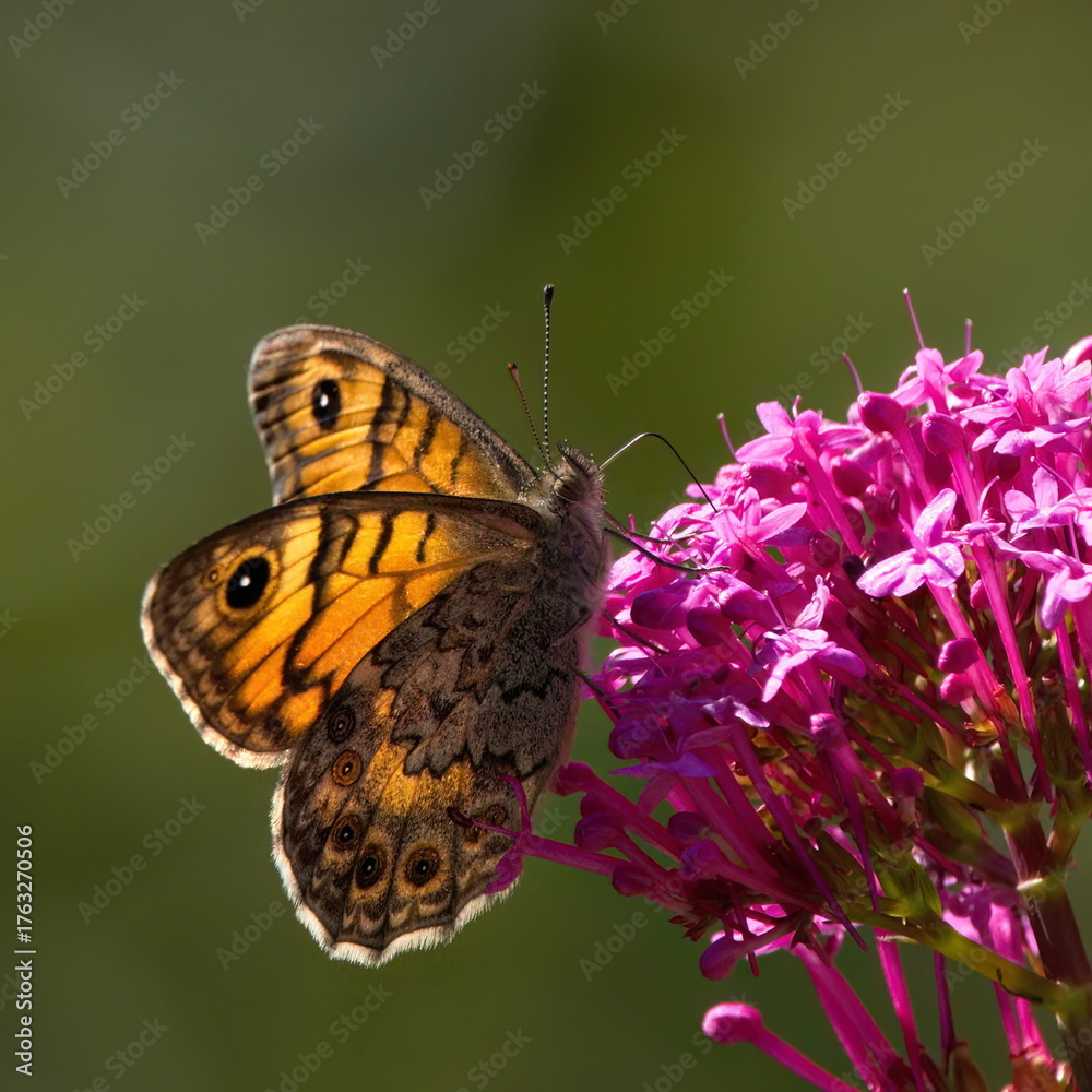 Obraz premium butterfly on flower