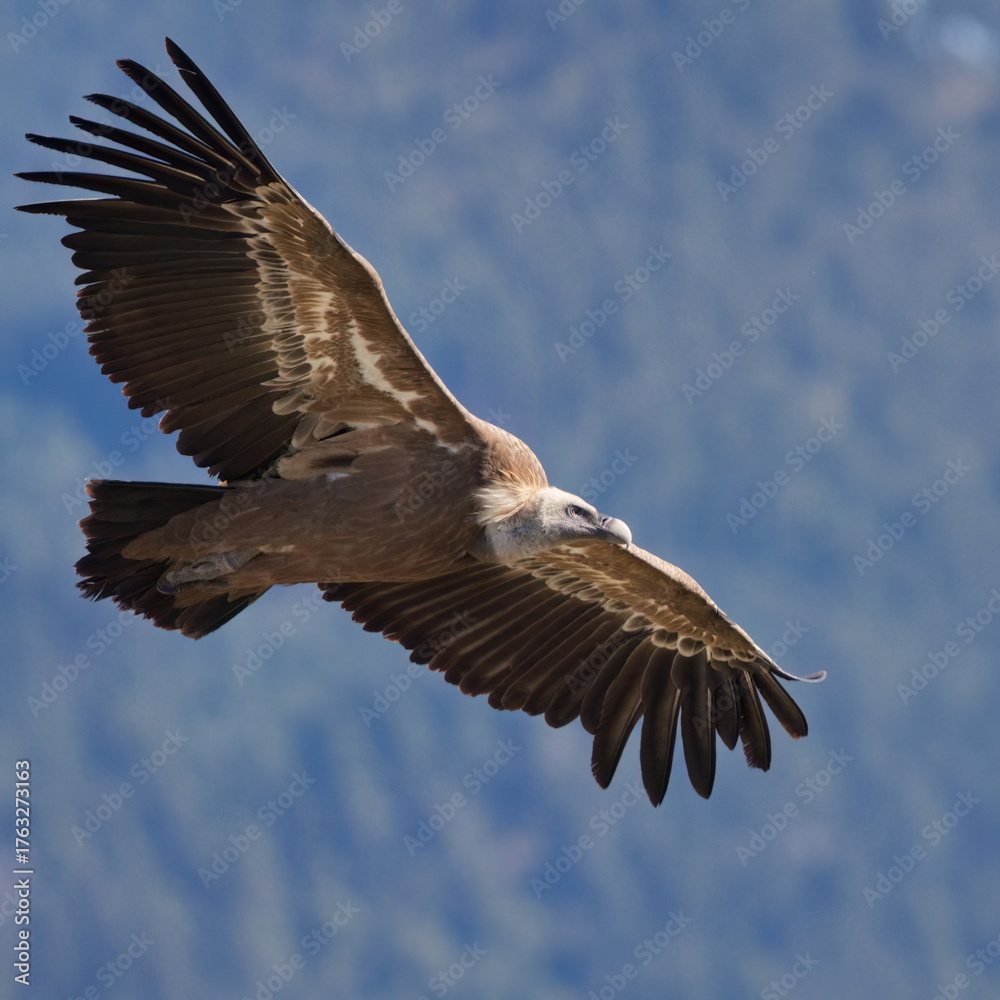 Obraz premium Griffon vulture 