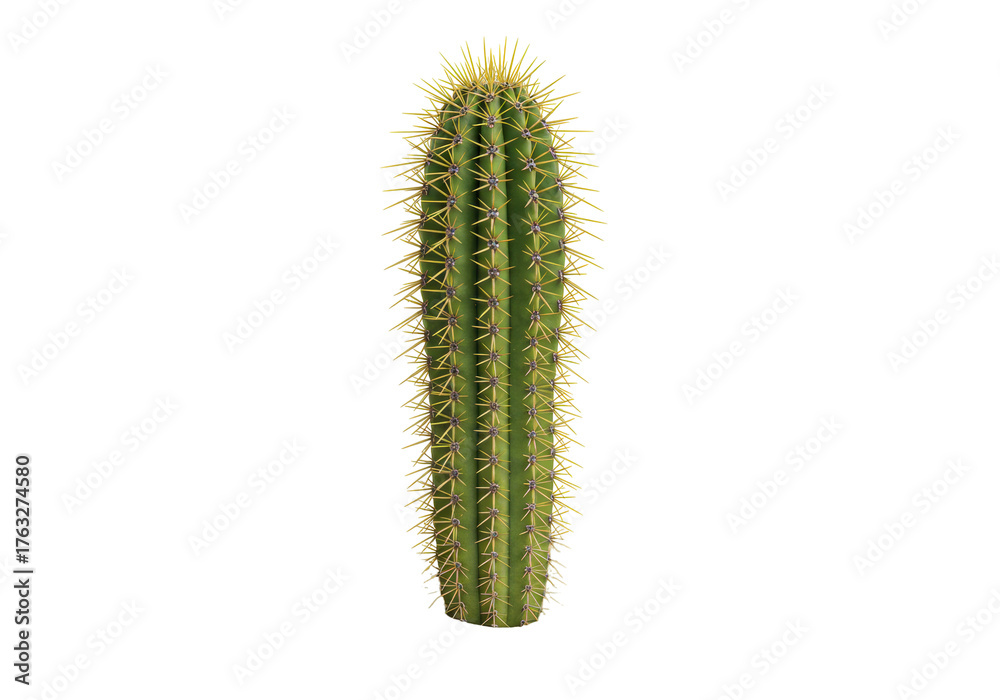 Naklejka premium Isolated, succulent cactus plant with sharp spines, close-up studio shot for nature designs