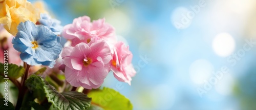 Pastel Primrose Flowers in Bloom Close Up Shot with Bokeh Background Springtime Floral Display