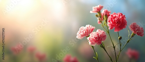 Pink Carnations Blooming in Soft Light Close Up Floral Still Life Springtime Garden