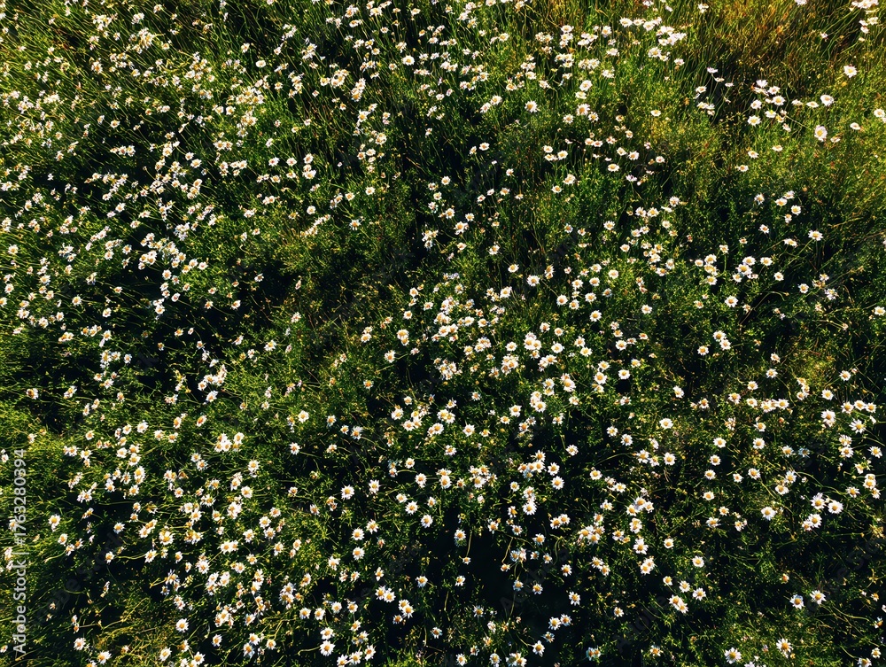 Fototapeta premium Aerial view of a field of daisies in full bloom on a sunny day in the countryside; a natural and peaceful scene