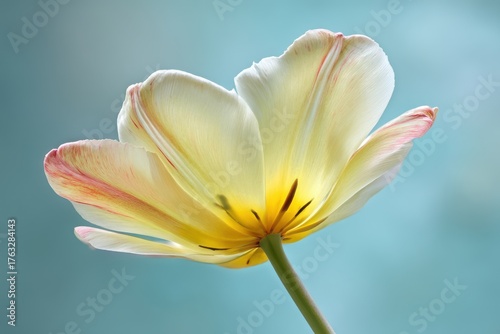 Cream and Yellow Tulip Flower Close Up in Studio Shot from Below Against Blue Background Showing Delicate Petals and Stem