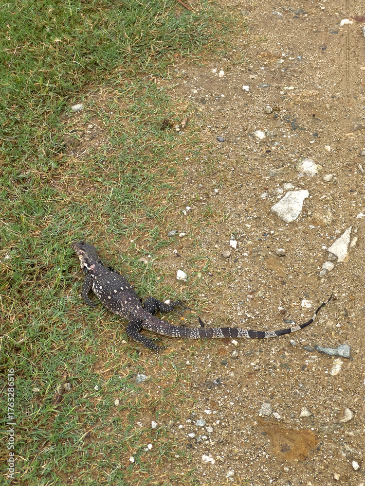Fototapeta premium lizard carcasses lying on the ground