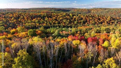 Aerial drone footage of sideways flight over beautiful colorful autumnal forest in the late afternoon
