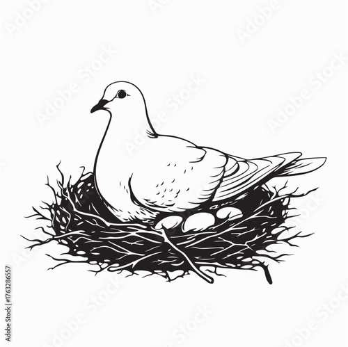 Pigeon Sitting on Eggs in Nest Vector Illustration on white background