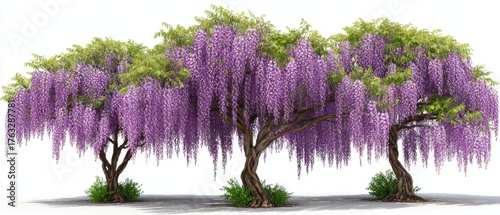 Three Wisteria Trees in Full Bloom Cascading Purple Flowers Isolated on White Background Botanical Garden Floral Display