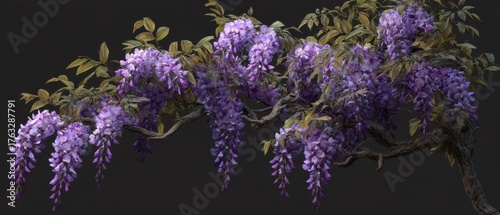 Cascading Wisteria Blooms on Branch Against Dark Background Close Up Springtime Floral Beauty Nature Scene
