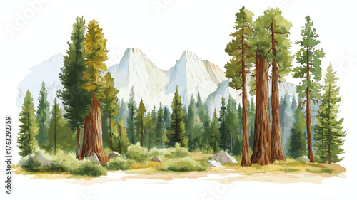 Sequoia National Park. Sequoia National Park hand drawn watercolor illustration