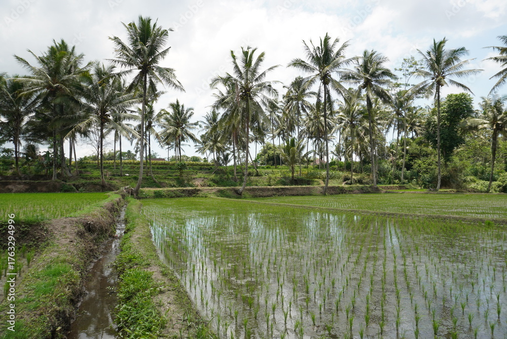 Obraz premium Tropical Rice Paddy Field with Coconut Palm Trees and Reflections