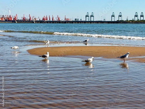 seagulls on the beach
