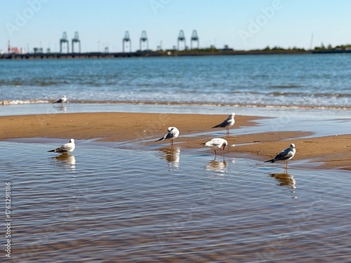 seagulls on the beach
