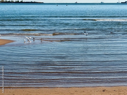 seagulls on the beach