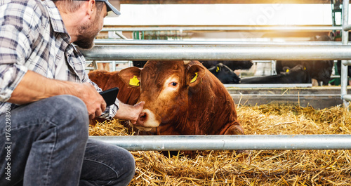 Vet examining quarantined cattle for disease control on livestock farm