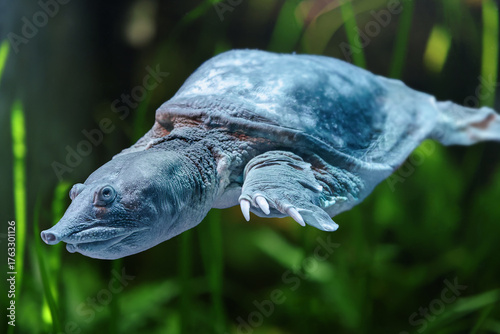 Frontal Portrait view of a Chinese softshell turtle (Pelodiscus sinensis)
