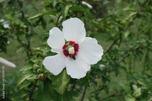 Bee pollinating white crimsoneyed flower of Hibiscus syriacus in August