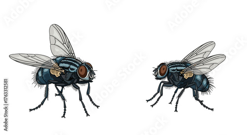 Two houseflies in detail isolated on white background close-up view.