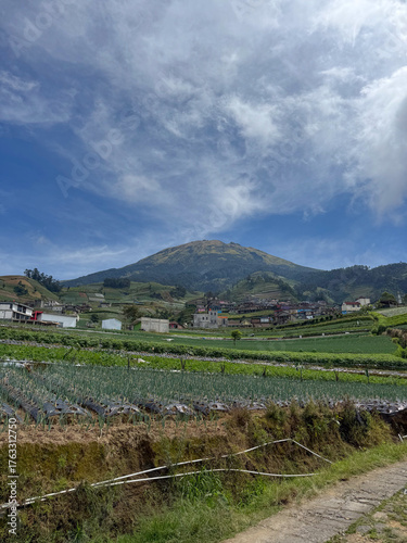 vegetable field with mountain background