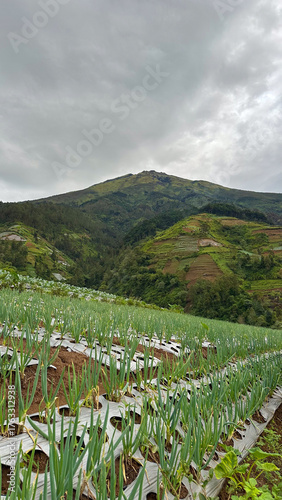 vegetable field with mountain background
