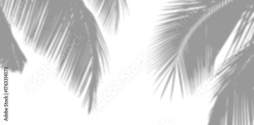 Shadow of palm leaves isolated on white