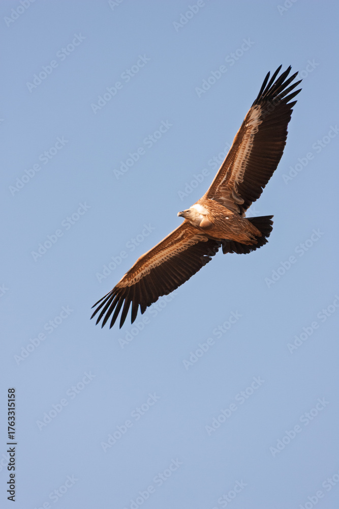 Obraz premium Griffon vulture (Gyps fulvus) soaring in a clear blue sky.