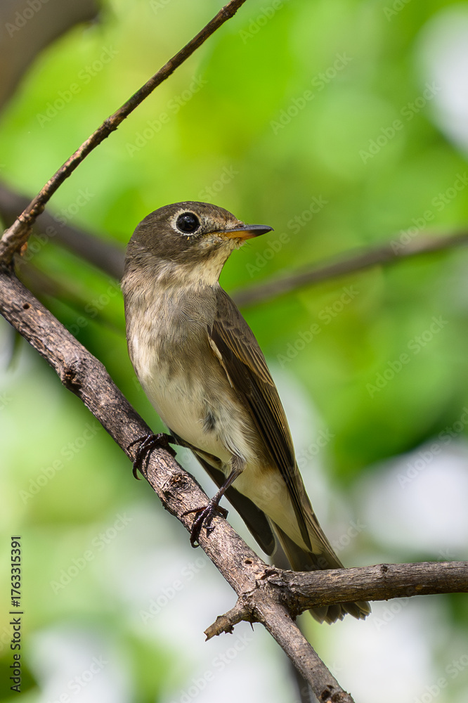 Fototapeta premium Asian brown flycatcher