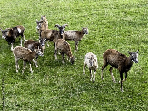 Aveyron cerfs biches sangliers