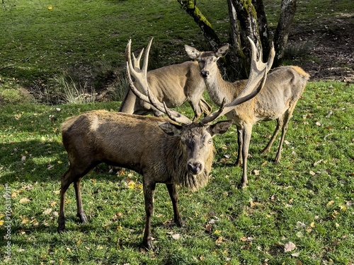 Aveyron cerfs biches sangliers
