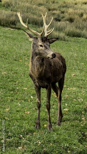 Aveyron cerfs biches sangliers