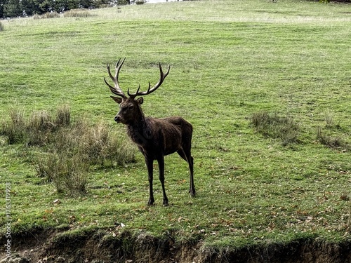 Aveyron cerfs biches sangliers