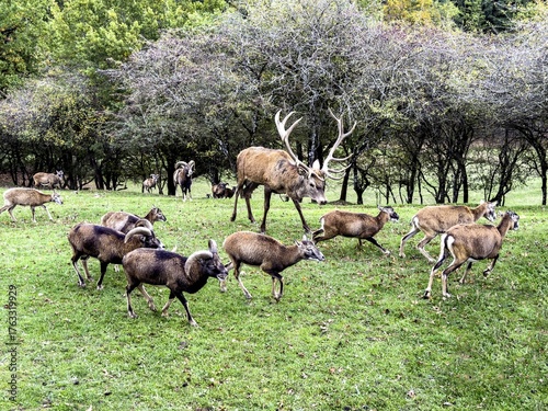 Aveyron cerfs biches sangliers