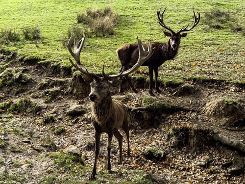 Aveyron cerfs biches sangliers