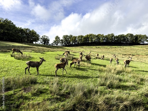 Aveyron cerfs biches sangliers