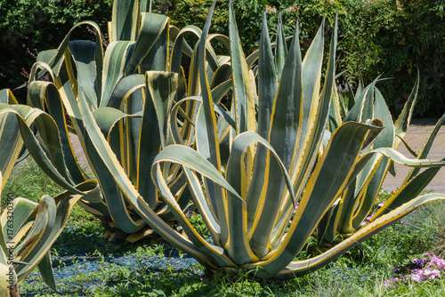 Striking, variegated leaves of an agave plant, featuring bold green and yellow stripes, set against a natural outdoor background. Agave grow in park located near sea terminal in city of Sochi.
