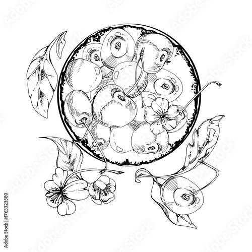 Sweet sour line cherry berries on ceramic plate, hand drawn vector ink, ripe cerise, leaves, white flowers. Isolated composition illustration. Restaurant, cafe dessert menu, wedding, farmers market