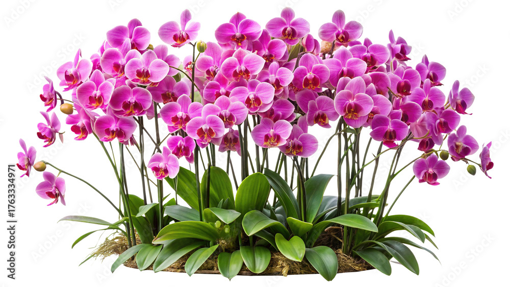 Obraz premium Exotic pink orchid plant blooming in full glory, studio shot