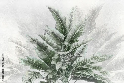 Fototapeta samoprzylepna Banana tree. Tropical wallpaper with banana tree on grunge background. Design for wallpaper, photo wallpaper, fresco, card, mural.	