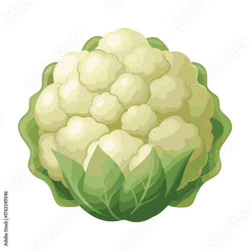 fresh green cauliflower vector illustration