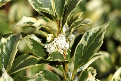 Closeup shrub False holly (Osmanthus heterophyllus 'Goshiki') with small, white flowers. Family Oleaceae. Autumn, October. Dutch garden.
