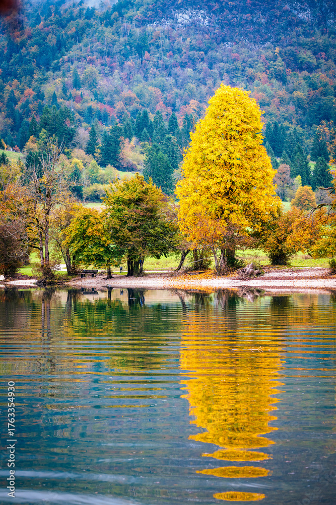 Obraz premium Lake Bohinj bathed in autumn magic. The kingdom of the golden-horned ibex.