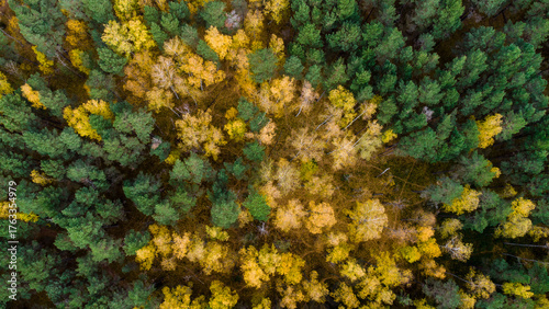 Aerial view of mixed forest with green pines and yellow autumn trees forming a colorful natural pattern from above