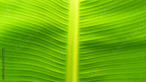 Close up shot of a banana tree with green leaves, perfect for food or nature related images.