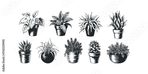 Set of Potted Houseplants in Sketch Style