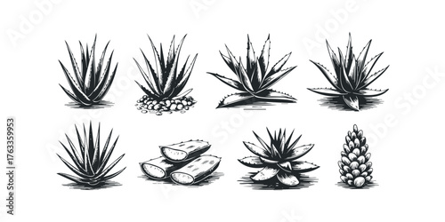 Collection of Hand Drawn Aloe Vera Plants and Slices
