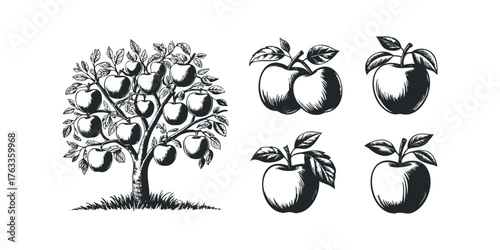 Apple tree with fruit and individual apples on white background