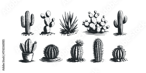 Diverse Cacti and Succulents Collection