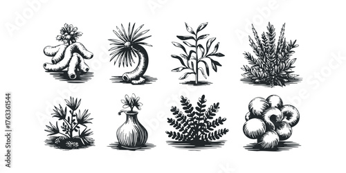 Collection of eight monochrome botanical illustrations