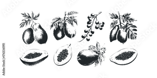 Collection of Papaya Fruit and Pears on Branches