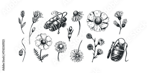 Hand drawn wildflowers and botanical elements sketch